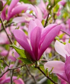 Fast Growing Trees Ann Magnolia