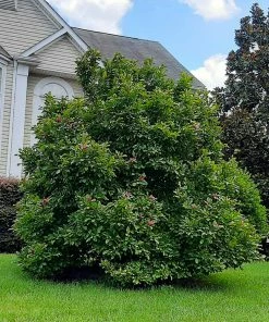 Fast Growing Trees Ann Magnolia