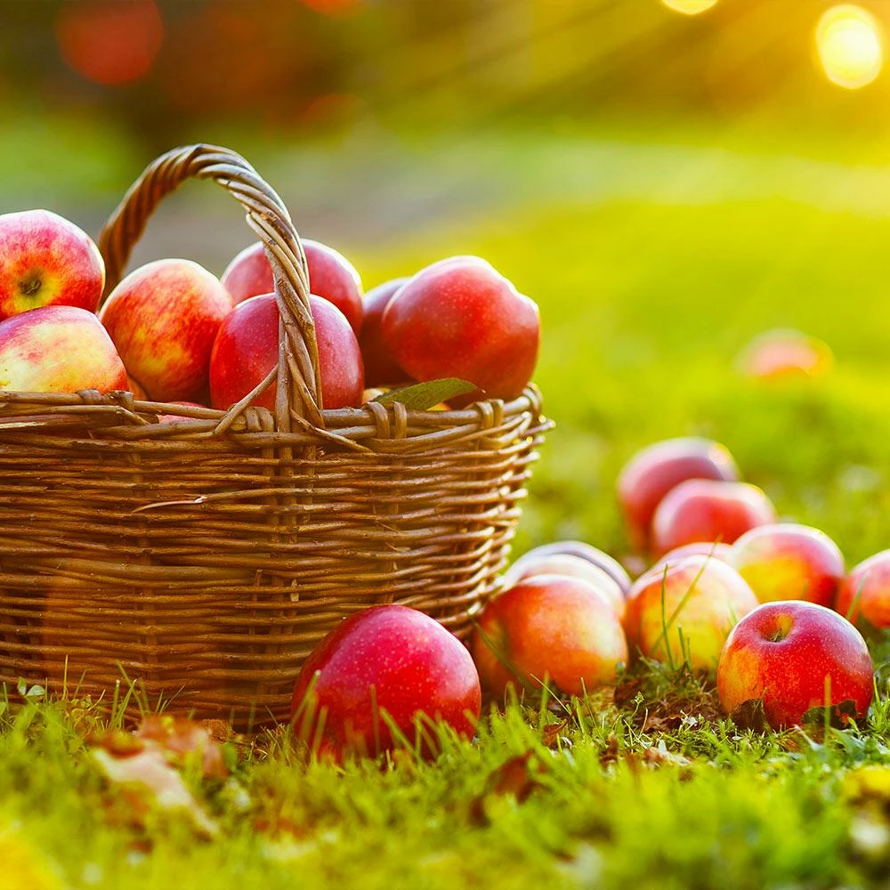 Fast Growing Trees Apple Trees Anna Apple Tree 4 Fast Growing Trees Apple Trees Anna Apple Tree