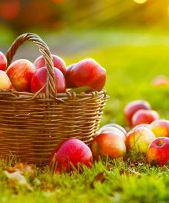 Fast Growing Trees Anna Apple Tree