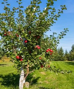 Fast Growing Trees Anna Apple Tree