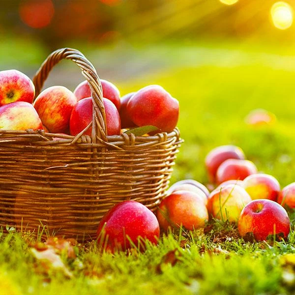 Fast Growing Trees Apple Trees Anna Apple Tree 3 Fast Growing Trees Apple Trees Anna Apple Tree