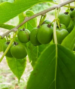 Fast Growing Trees See All Fruit Trees Anna Hardy Kiwi