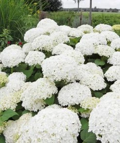 Fast Growing Trees Annabelle Hydrangea Shrub 9 Fast Growing Trees Annabelle Hydrangea Shrub