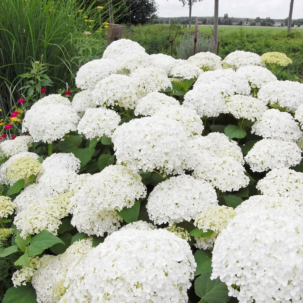 Fast Growing Trees Annabelle Hydrangea Shrub 5 Fast Growing Trees Annabelle Hydrangea Shrub