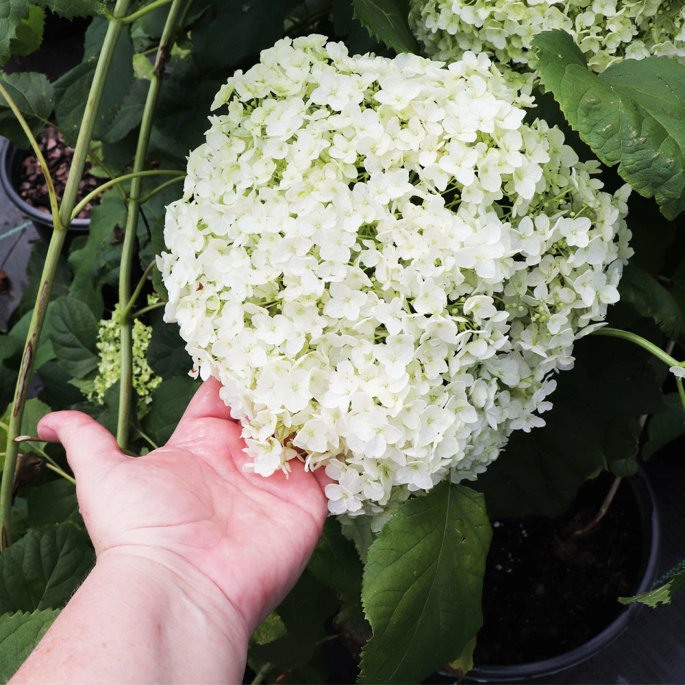 Fast Growing Trees Annabelle Hydrangea Shrub 6 Fast Growing Trees Annabelle Hydrangea Shrub