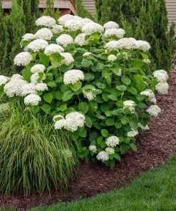 Fast Growing Trees Annabelle Hydrangea Shrub