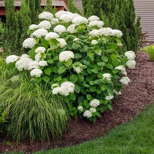Fast Growing Trees Annabelle Hydrangea Shrub 3 Fast Growing Trees Annabelle Hydrangea Shrub