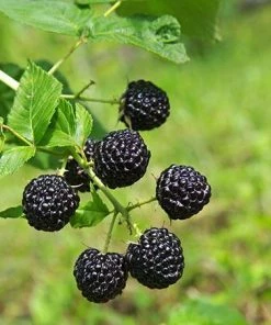 Fast Growing Trees Groundcover & Vines Apache Blackberry