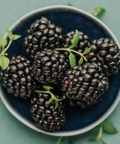 Fast Growing Trees Groundcover & Vines Apache Blackberry