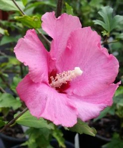Fast Growing Trees Aphrodite Rose Of Sharon Althea Shrub