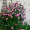 Fast Growing Trees Aphrodite Rose Of Sharon Althea Shrub