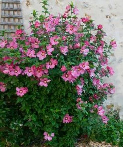 Fast Growing Trees Aphrodite Rose Of Sharon Althea Shrub