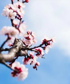 Fast Growing Trees Blenheim Apricot Tree Our Newest Arrivals