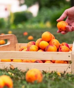 Fast Growing Trees Blenheim Apricot Tree Our Newest Arrivals