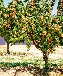 Fast Growing Trees Blenheim Apricot Tree Our Newest Arrivals