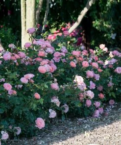 Fast Growing Trees Apricot Drift® Rose See All Shrubs & Hedges