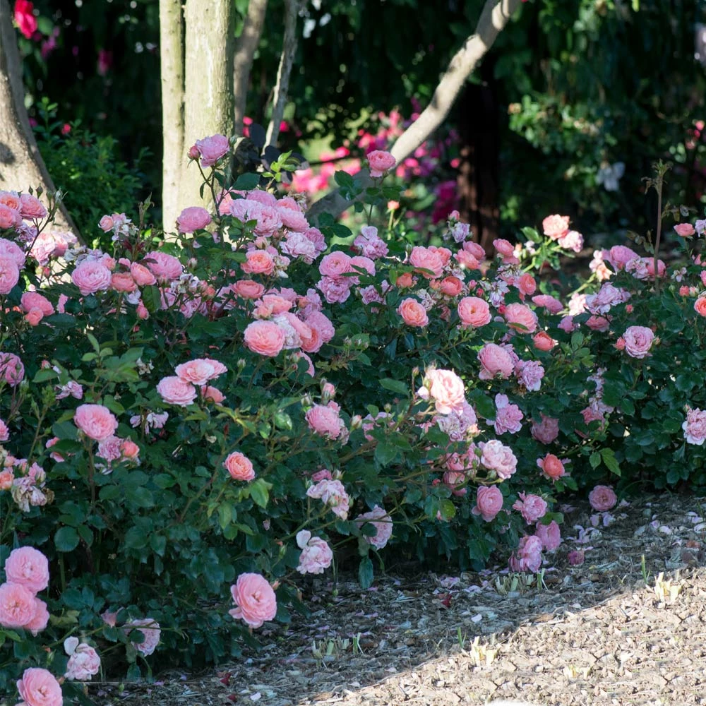 Fast Growing Trees Apricot Drift® Rose See All Shrubs & Hedges 4 Fast Growing Trees Apricot Drift® Rose See All Shrubs & Hedges