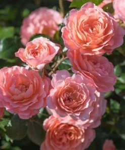 Fast Growing Trees Apricot Drift® Rose See All Shrubs & Hedges 7 Fast Growing Trees Apricot Drift® Rose See All Shrubs & Hedges