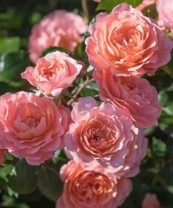 Fast Growing Trees Apricot Drift® Rose See All Shrubs & Hedges
