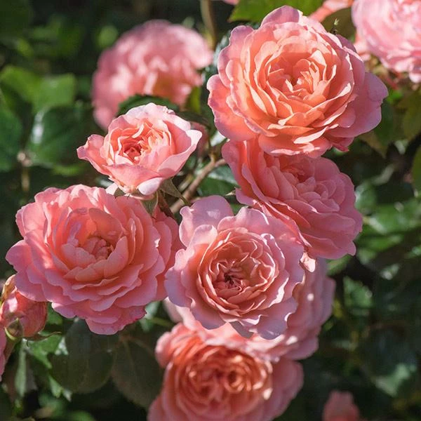 Fast Growing Trees Apricot Drift® Rose See All Shrubs & Hedges 3 Fast Growing Trees Apricot Drift® Rose See All Shrubs & Hedges
