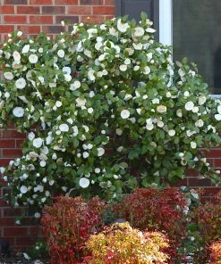 Fast Growing Trees Camellia Shrubs April Snow Camellia