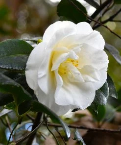 Fast Growing Trees Camellia Shrubs April Snow Camellia