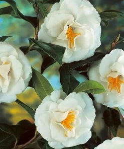 Fast Growing Trees Camellia Shrubs April Snow Camellia