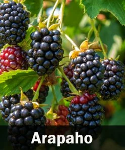 Fast Growing Trees 3 In 1 Thornless Blackberry Blackberry Bushes