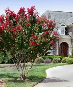Fast Growing Trees Arapaho Crape Myrtle Crape Myrtles