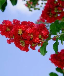 Fast Growing Trees Arapaho Crape Myrtle Crape Myrtles