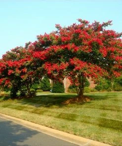Fast Growing Trees Arapaho Crape Myrtle Crape Myrtles