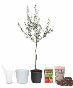 Fast Growing Trees Full Landscape Kits For Any Climate Arbequina Olive Starter Kit