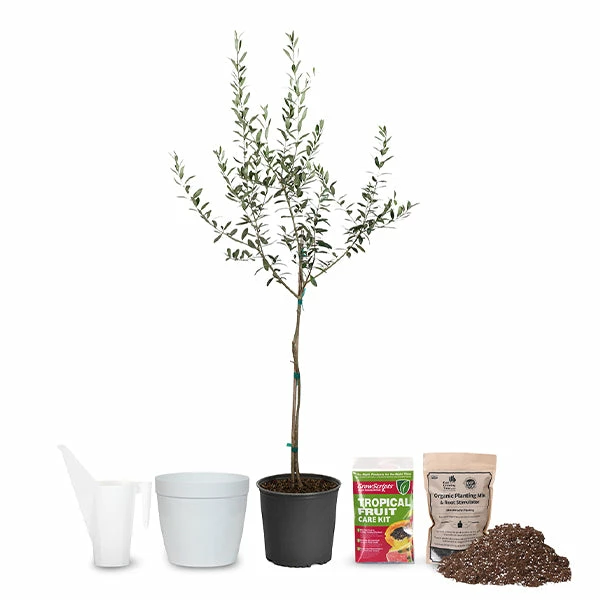 Fast Growing Trees Full Landscape Kits For Any Climate Arbequina Olive Starter Kit 3 Fast Growing Trees Full Landscape Kits For Any Climate Arbequina Olive Starter Kit