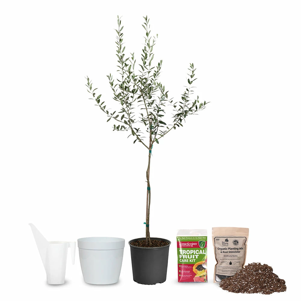 Fast Growing Trees Full Landscape Kits For Any Climate Arbequina Olive Starter Kit 4 Fast Growing Trees Full Landscape Kits For Any Climate Arbequina Olive Starter Kit