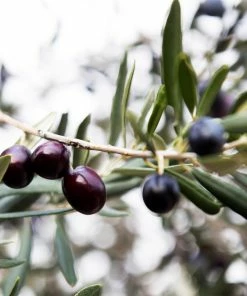 Fast Growing Trees Arbequina Olive Tree - USDA Organic
