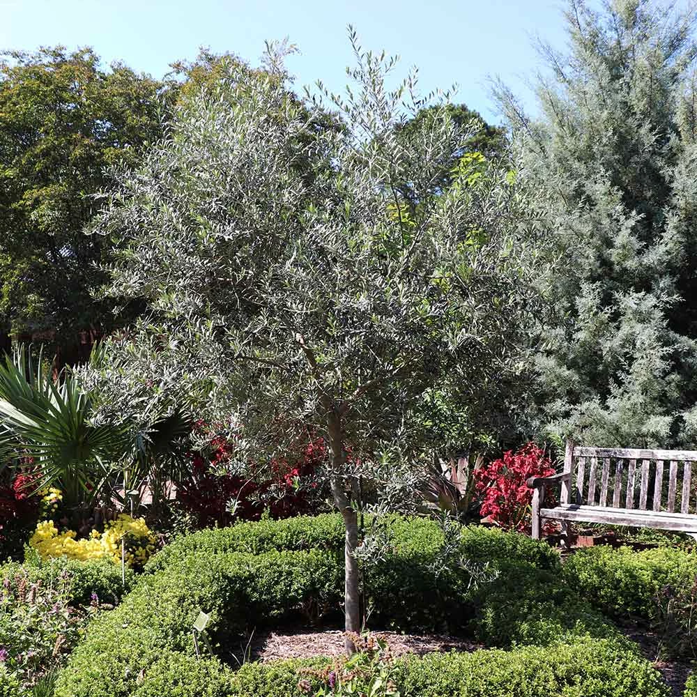 Fast Growing Trees Arbequina Olive Tree 7 Fast Growing Trees Arbequina Olive Tree