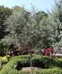Fast Growing Trees Arbequina Olive Tree - USDA Organic