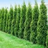 Fast Growing Trees Degroot's Spire Thuja Arborvitae Tree