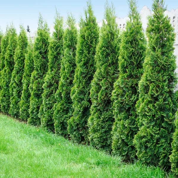 Fast Growing Trees Degroot's Spire Thuja Arborvitae Tree 3 Fast Growing Trees Degroot's Spire Thuja Arborvitae Tree