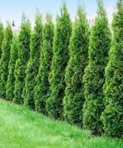 Fast Growing Trees Degroot's Spire Thuja Arborvitae Tree