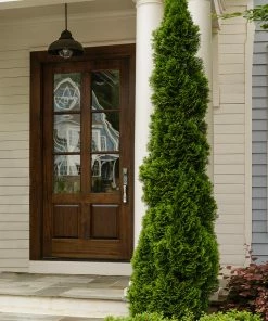 Fast Growing Trees Degroot's Spire Thuja Arborvitae Tree 10 Fast Growing Trees Degroot's Spire Thuja Arborvitae Tree