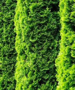 Fast Growing Trees Degroot's Spire Thuja Arborvitae Tree 9 Fast Growing Trees Degroot's Spire Thuja Arborvitae Tree