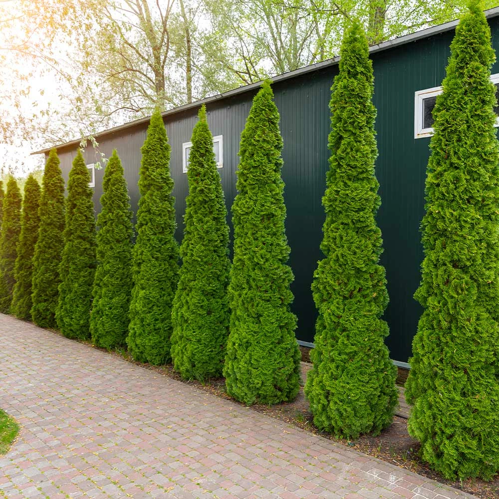 Fast Growing Trees Degroot's Spire Thuja Arborvitae Tree 7 Fast Growing Trees Degroot's Spire Thuja Arborvitae Tree