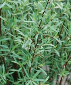 Fast Growing Trees See All Shrubs & Hedges Arctic Blue Willow