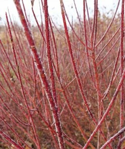 Fast Growing Trees Dogwood Trees Arctic Fire Red Twig Dogwood