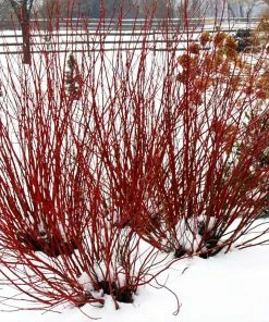 Fast Growing Trees Dogwood Trees Arctic Fire Red Twig Dogwood