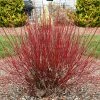 Fast Growing Trees Dogwood Trees Arctic Fire Red Twig Dogwood