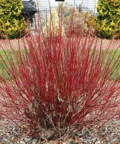 Fast Growing Trees Dogwood Trees Arctic Fire Red Twig Dogwood