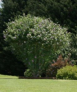 Fast Growing Trees Ardens Rose Of Sharon Althea Shrub